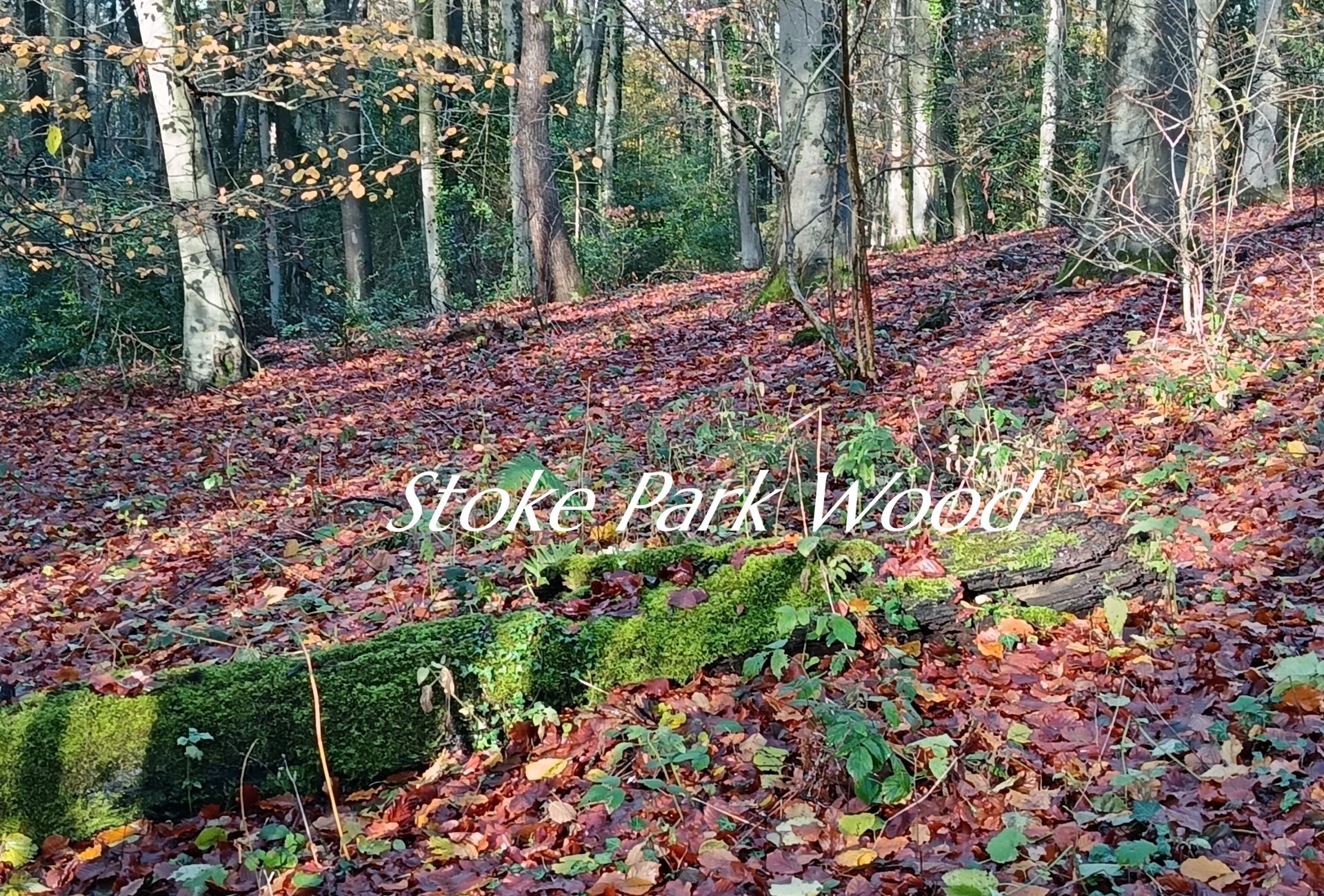 Late Autumn Stoke Park Wood